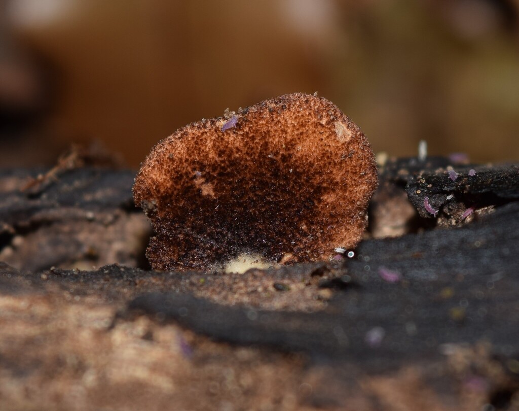 Crepidotus fuscovelutinus · April 2026 · photo: © davidwhyte (iNaturalist, cc-by-sa)
