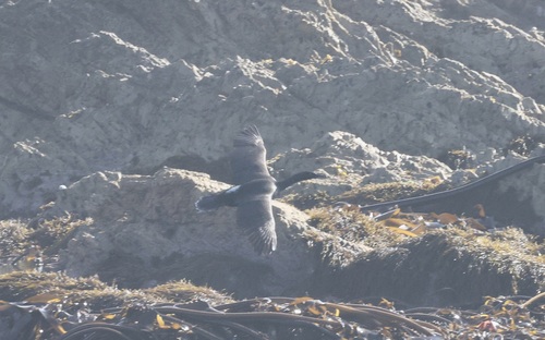 iNaturalist image
