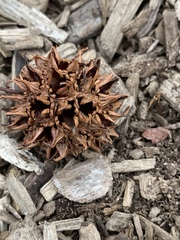 Liquidambar styraciflua