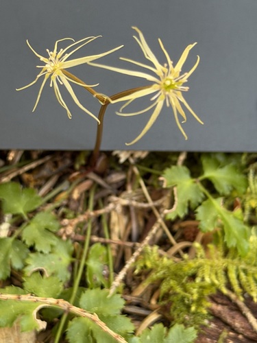 oregon goldthread (Coptis laciniata)