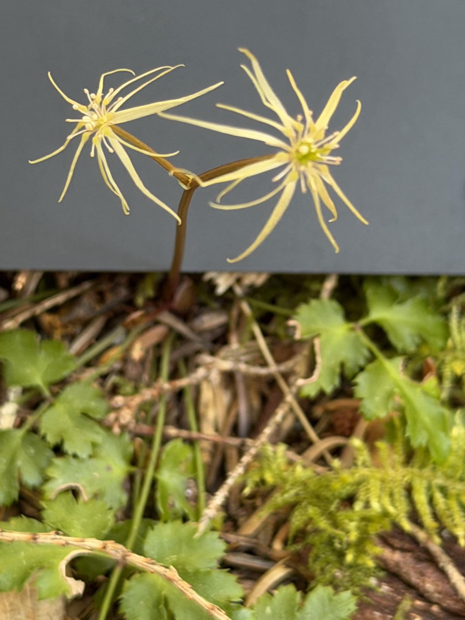 Oregon Goldthread (Coptis laciniata)