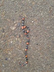 Micrurus lemniscatus helleri