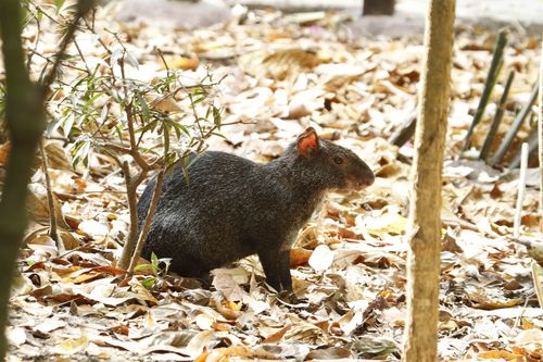 Mexican Agouti