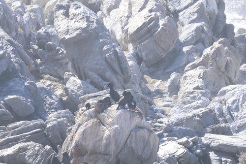 iNaturalist image