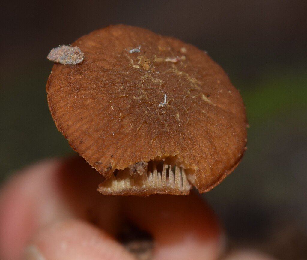 Simocybe phlebophora · April 2026 · photo: © davidwhyte (iNaturalist, cc-by-sa)