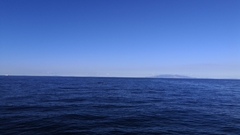 Balaenoptera edeni brydei