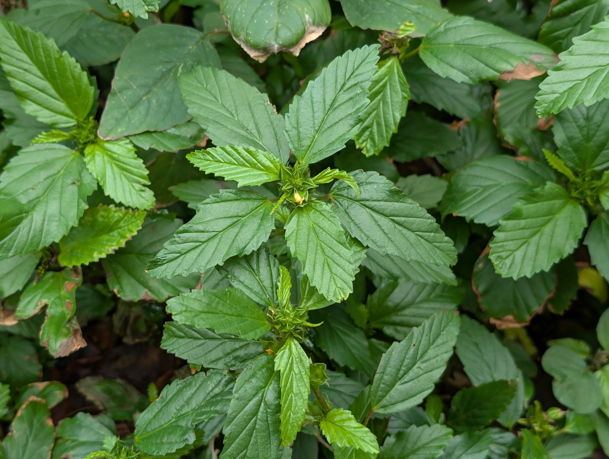 Threelobe False Mallow (Malvastrum coromandelianum)
