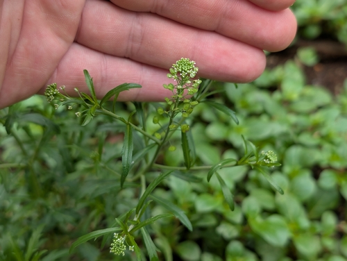 Virginia pepperweed (Lepidium virginicum)