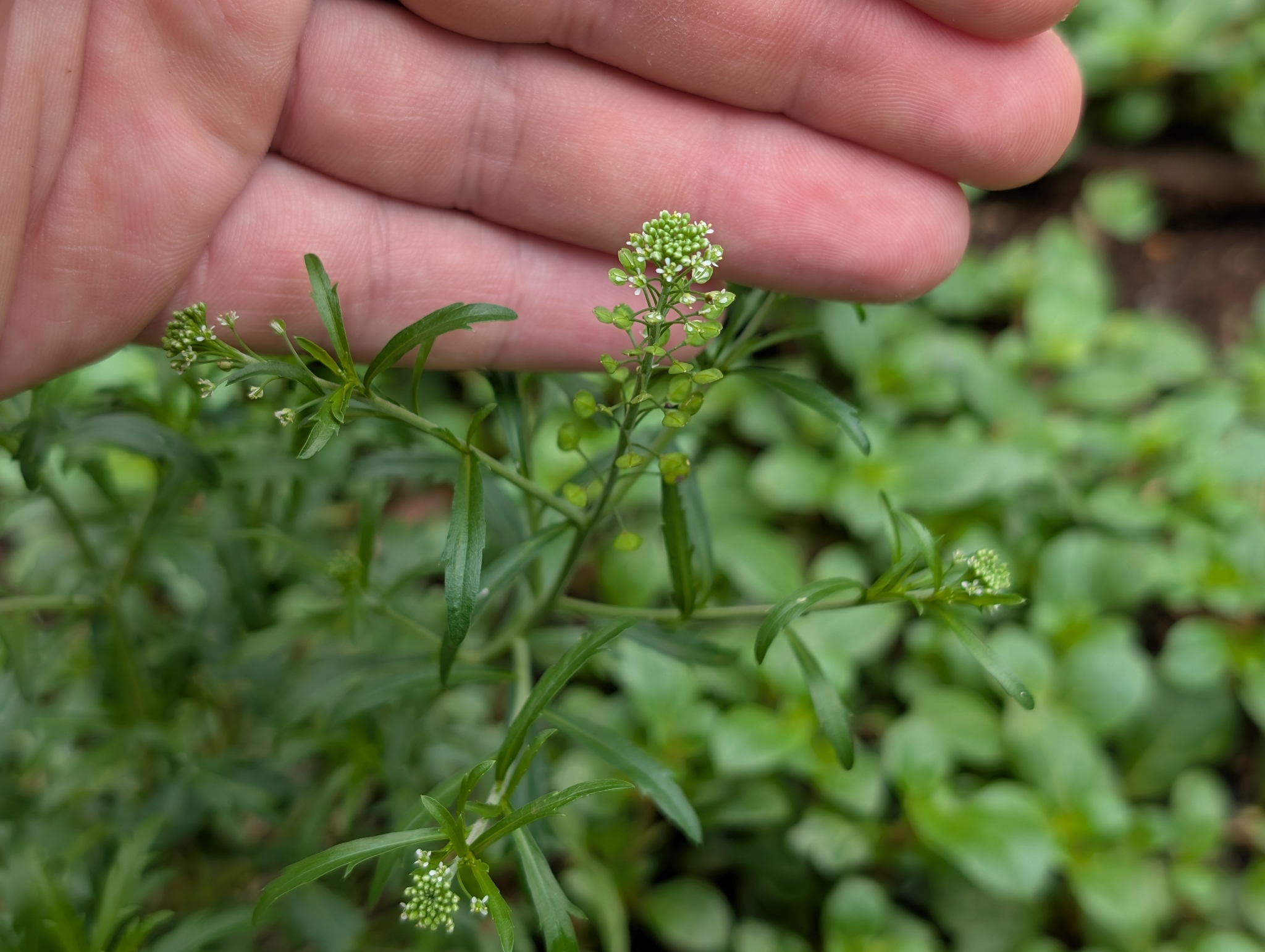 Virginia Pepperweed (Lepidium virginicum)