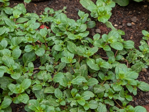 Khakiweed (Alternanthera pungens)
