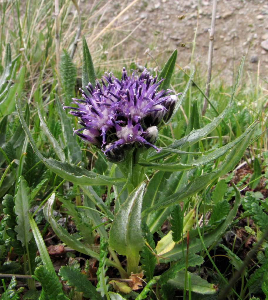 Saussurea foliosa