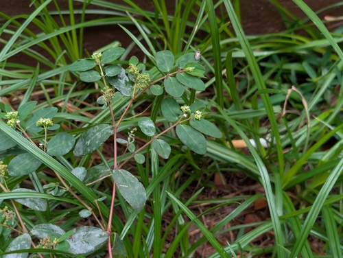 graceful spurge (Euphorbia hypericifolia)
