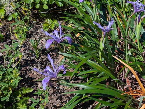 Douglas iris (Iris douglasiana)