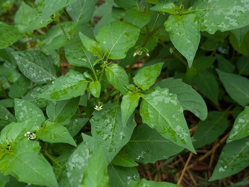 American black nightshade (Solanum americanum)