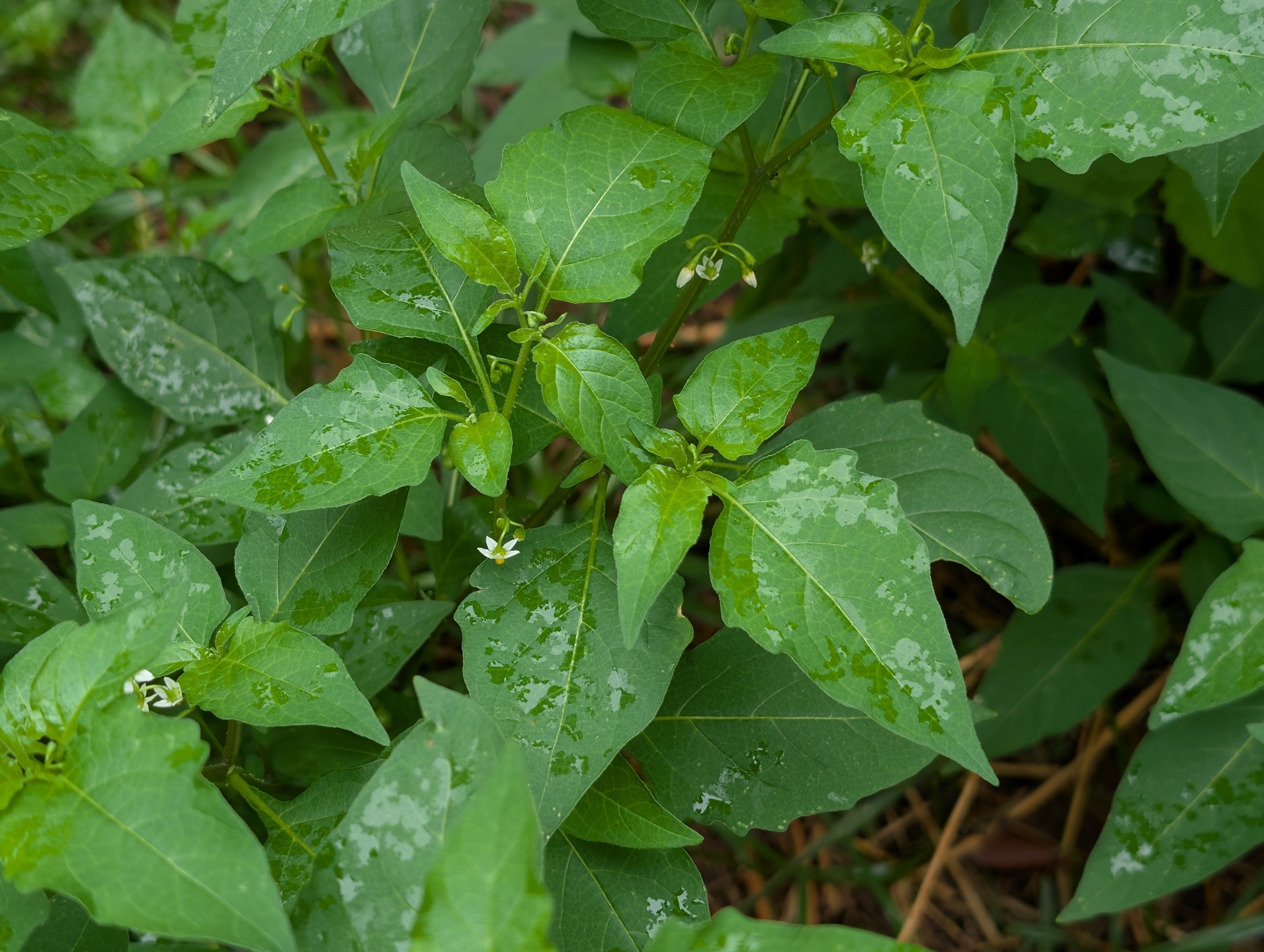 American Black Nightshade (Solanum americanum)