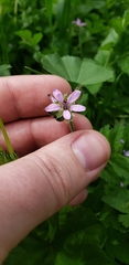 Erodium moschatum
