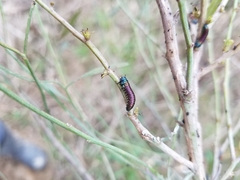Trirhabda bacharidis