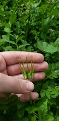 Erodium moschatum