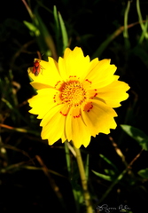 Coreopsis nuecensis
