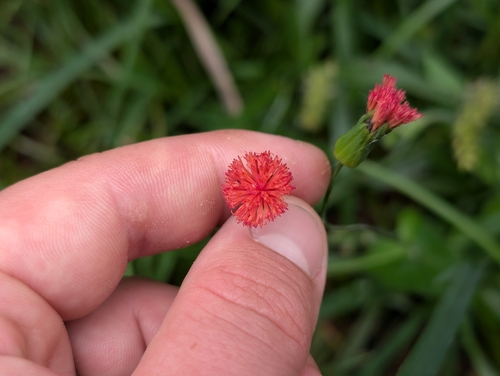 Florida Tasselflower (Emilia fosbergii)