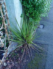 Austroderia richardii