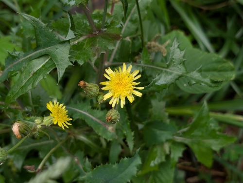 Sonchus oleraceus observed 2026-04-09