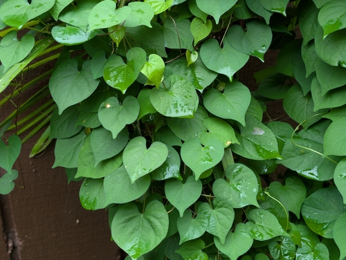 Obscure Morning-Glory (Ipomoea obscura)