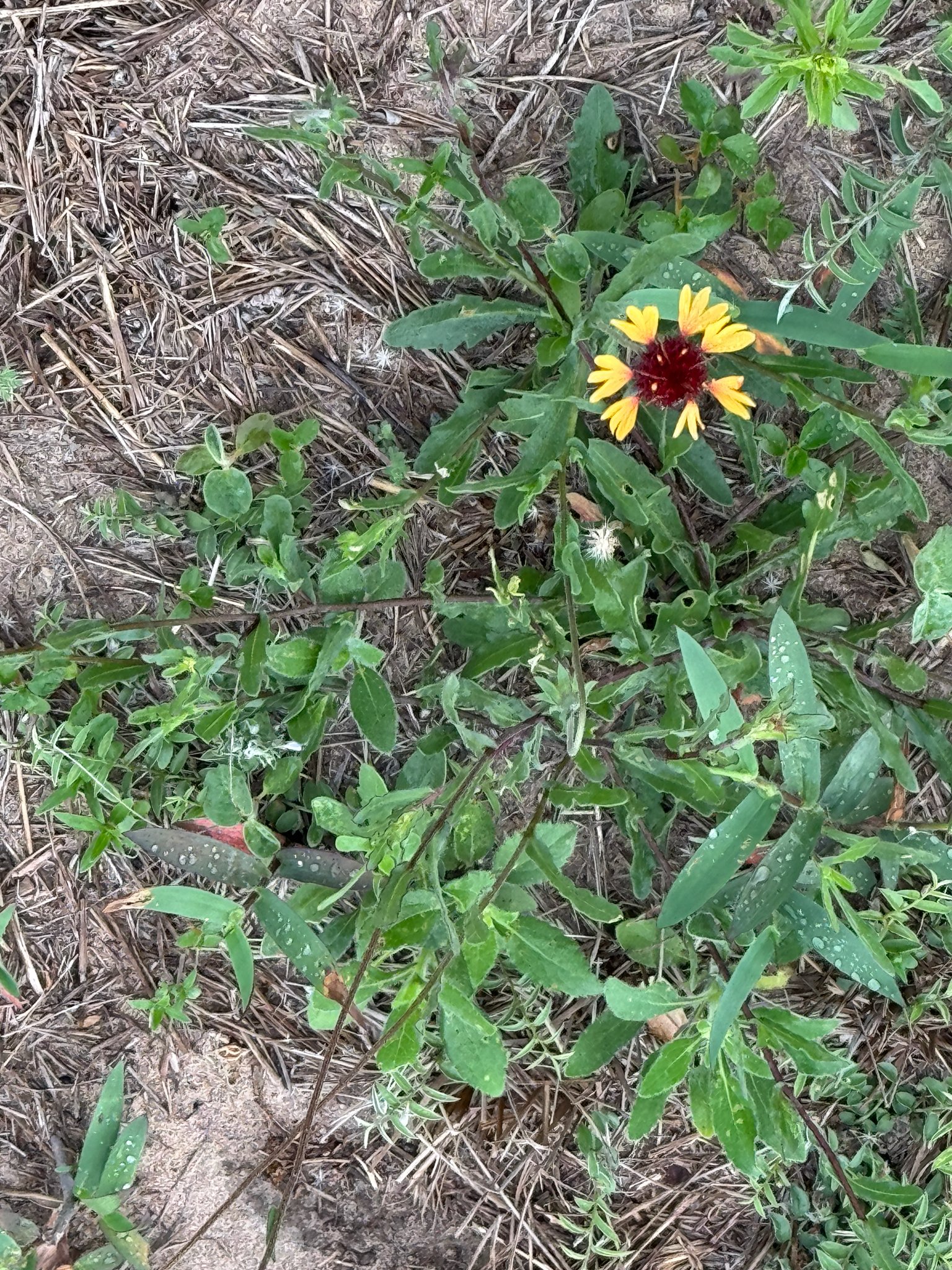 Lanceleaf Blanketflower (Gaillardia aestivalis)