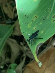 Laphriini