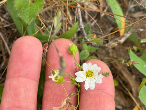 Drummond's Stitchwort (Mononeuria nuttallii)