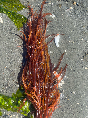 succulent seaweed (Sarcodiotheca gaudichaudii)