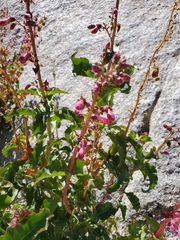 Penstemon clevelandii