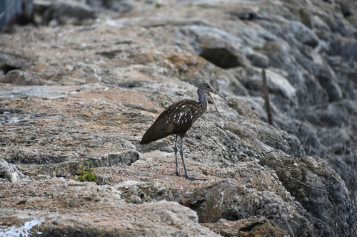 Aramus guarauna image