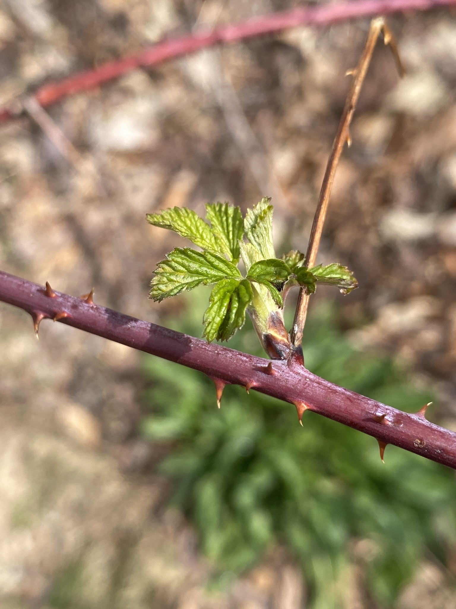 Black Raspberry (Rubus occidentalis)