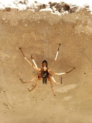 Megalostrata