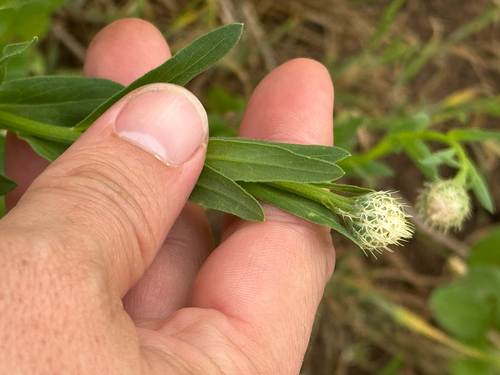American basketflower (Plectocephalus americanus)