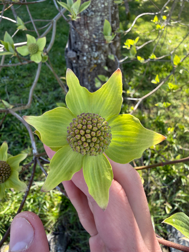 Pacific Dogwood (Cornus nuttallii)
