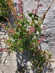Penstemon clevelandii