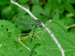 Cordulegaster erronea