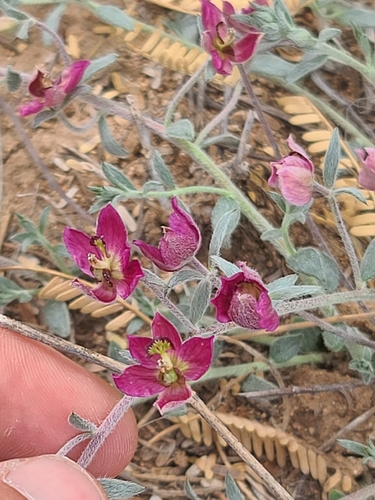 Trailing Rhatany (Krameria lanceolata)