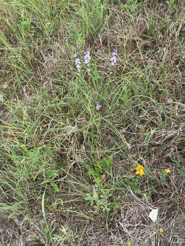 Texas vervain (Verbena halei)