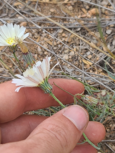 white tack-stem (Calycoseris wrightii)
