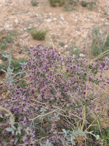 feather dalea (Dalea formosa)
