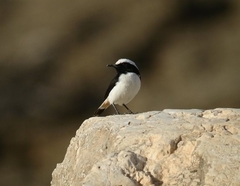 Oenanthe lugentoides