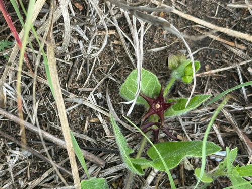 Star Milkvine (Matelea biflora)
