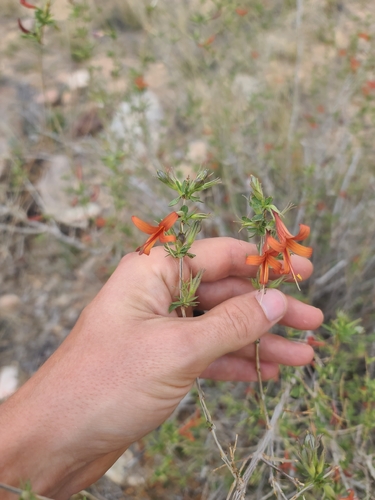 Thurber's desert honeysuckle (Anisacanthus thurberi)
