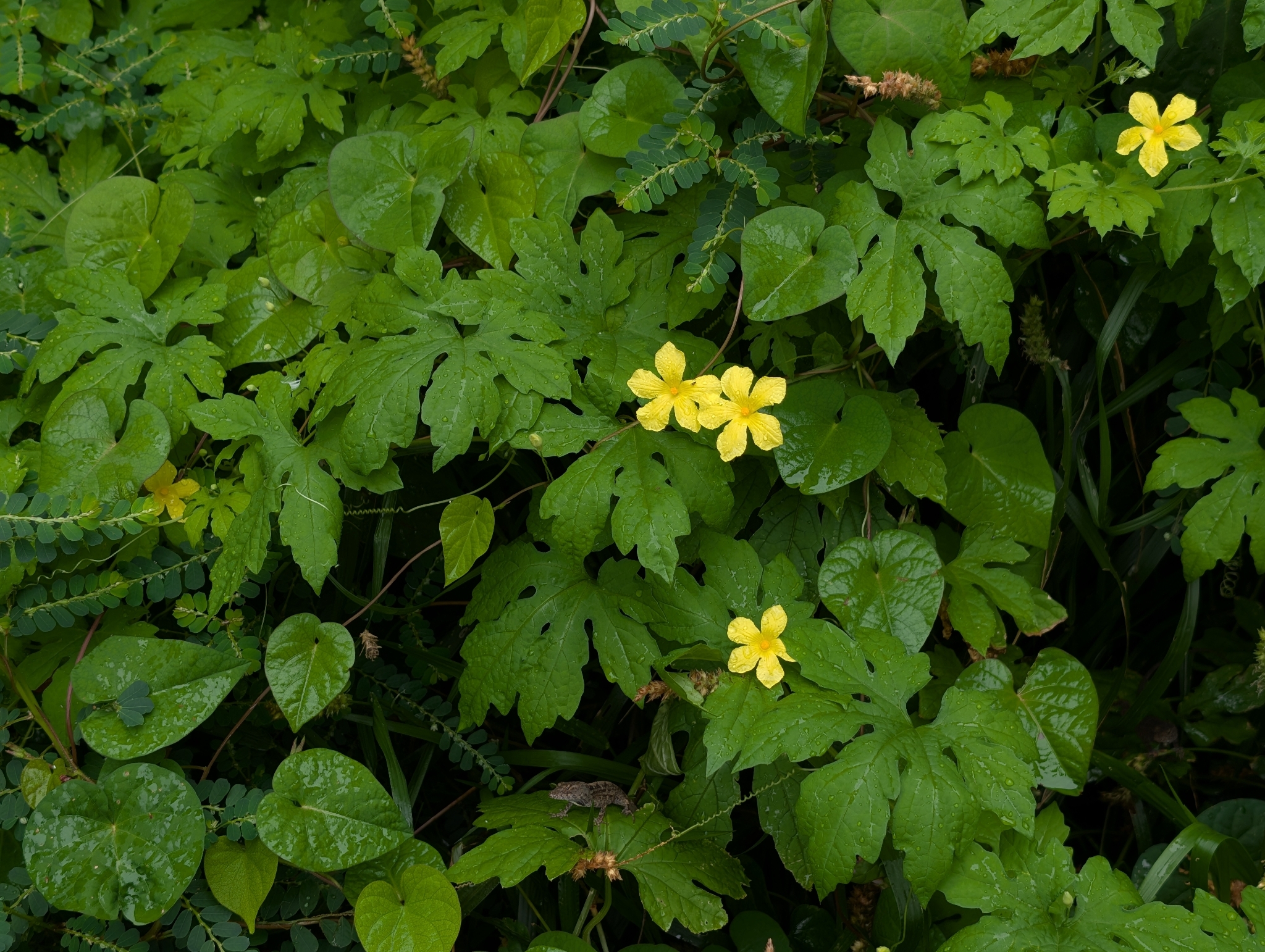 Bitter Melon (Momordica charantia)