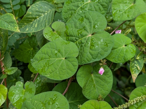 Littlebell (Ipomoea triloba)