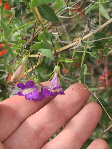Snapdragon Vine (Maurandella antirrhiniflora)