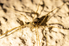 Dasylobus graniferus
